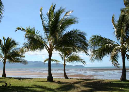 Palm Trees at the Beach by Maryse Jansen