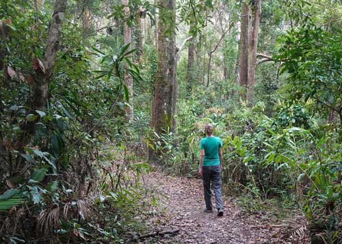 Walking in the Rainforest