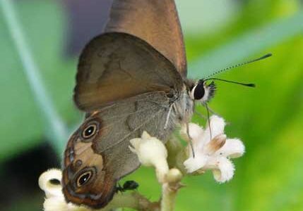 Touched by Nature *May’25*
