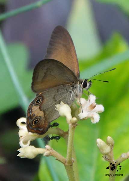 Butterfly on Flower by Maryse Jansen for Touched by Nature Course