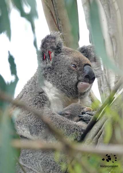 Koala and Joey by Maryse Jansen for Nature's Touch Taster Course