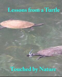 Lessons from a Turtle - Touched by Nature - Maryse Jansen