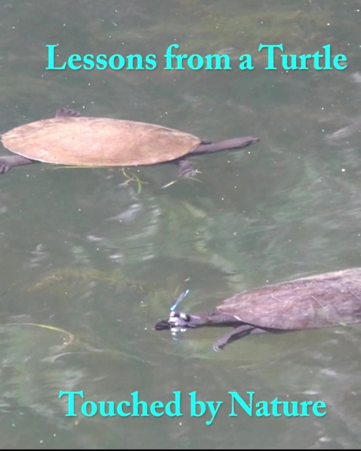 Lessons from a Turtle - Touched by Nature - Maryse Jansen