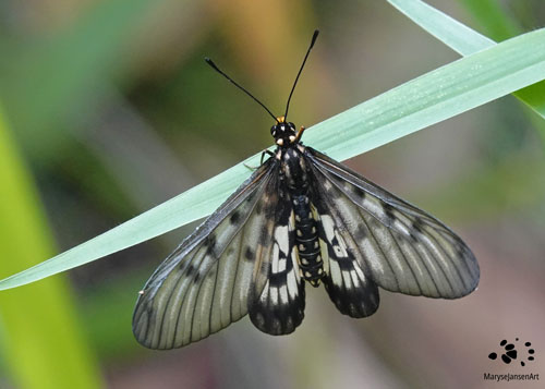 Glasswing Butterfly by Maryse Jansen