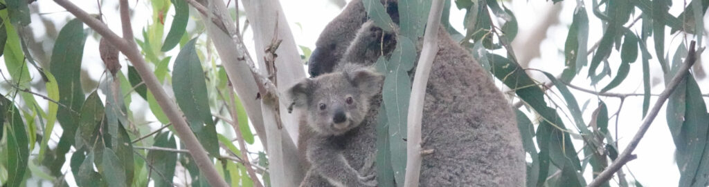 Koala and Joey by Maryse Jansen