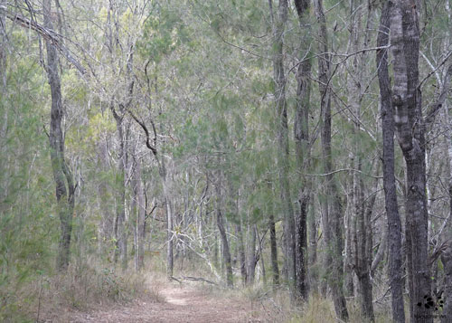 Highly Sensitive Women: Nature as an Ally | She-oak Forest by Maryse Jansen