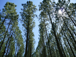 Setting Boundaries - Patterns in the Pine Forest by Maryse Jansen
