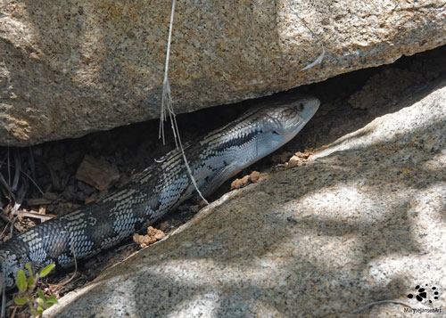 Stuck between a rock and a hard place - Blue-tongued Lizard by Maryse Jansen