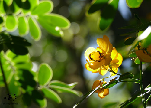 How can you be Happy - Yellow Brightness by Maryse Jansen