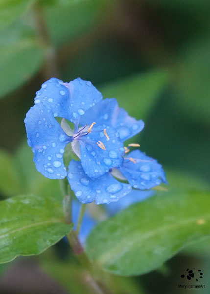 Wildflower with Raindrops Vertical by Maryse Jansen - - Touched by Nature