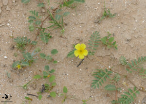 How can you be happy when there is so much suffering in the world? Wildflower in the Desert by Maryse Jansen