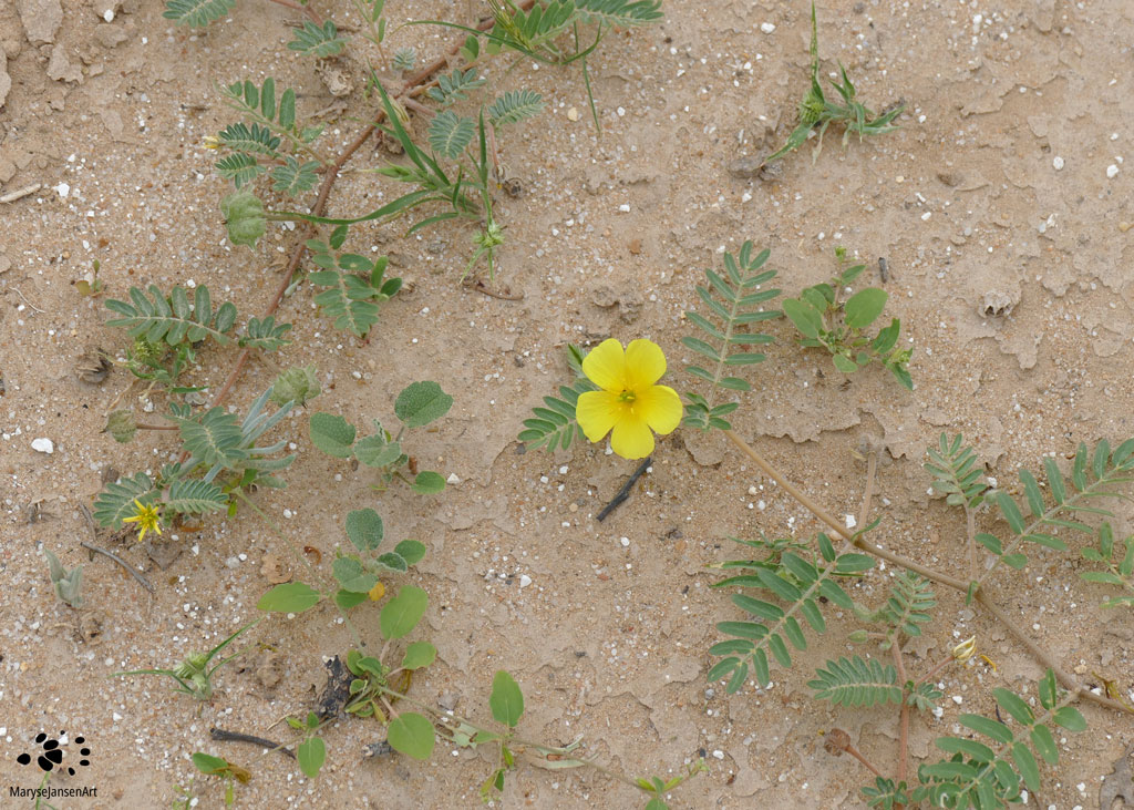 How can you be happy when there is so much suffering in the world? Wildflower in the Desert by Maryse Jansen