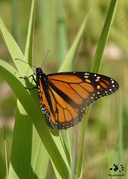 Monarch Butterfly by Maryse Jansen - Image for Coaching Starter Pack at Touched by Nature