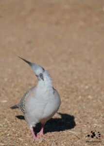 Reframing Chronic Health Conditions - Crested Pigeon by Maryse Jansen - Touched by Nature