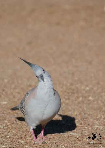 Reframing Chronic Health Conditions - Crested Pigeon by Maryse Jansen - Touched by Nature