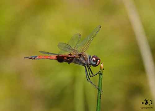 Common Glider Mail Dragonfly by Maryse Jansen - image for Coaching for Environmentalists - Touched by Nature