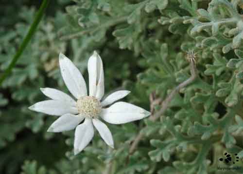 Flannel Flower by Maryse Jansen - image for coaching for living with chronic conditions