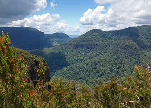 Rainforest View by Maryse Jansen