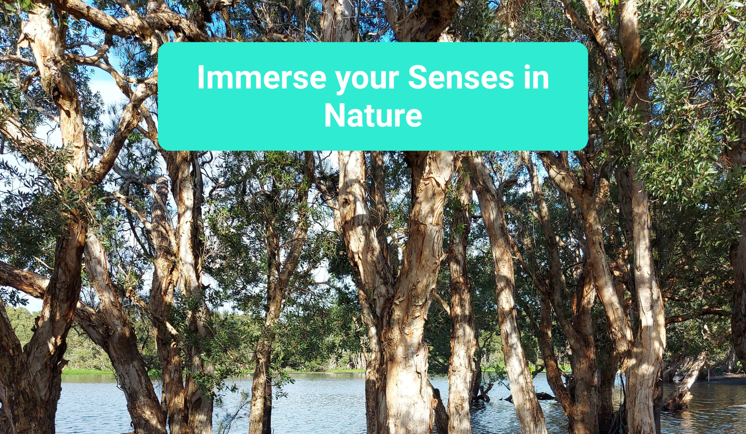 Immerse your Senses in Nature Workshop Immerse your Senses in Nature Workshop