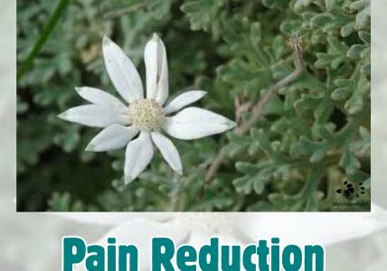 From Pain to Peace – A Pain Reduction Roadmap
