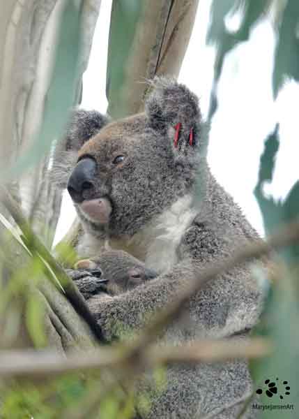 Koala and Joey Nature Connection Maryse Jansen Touched by Nature