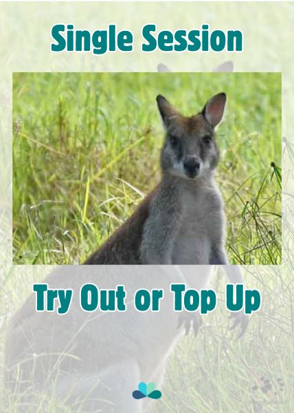 Single Session - Wallaby Checking In by Maryse Jansen - Touched by Nature