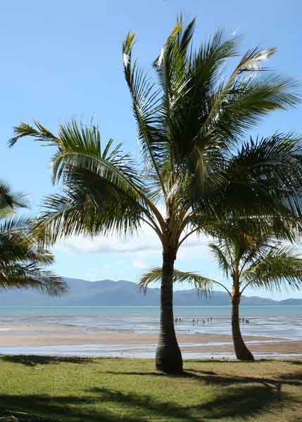 Palm Trees Vertical Dreamers image - Clinical EFT - Touched by Nature - Maryse Jansen