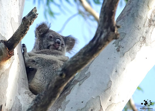 Wistful by Maryse Jansen. Koala. Used for post about Feeling Dismissed - Touched by Nature
